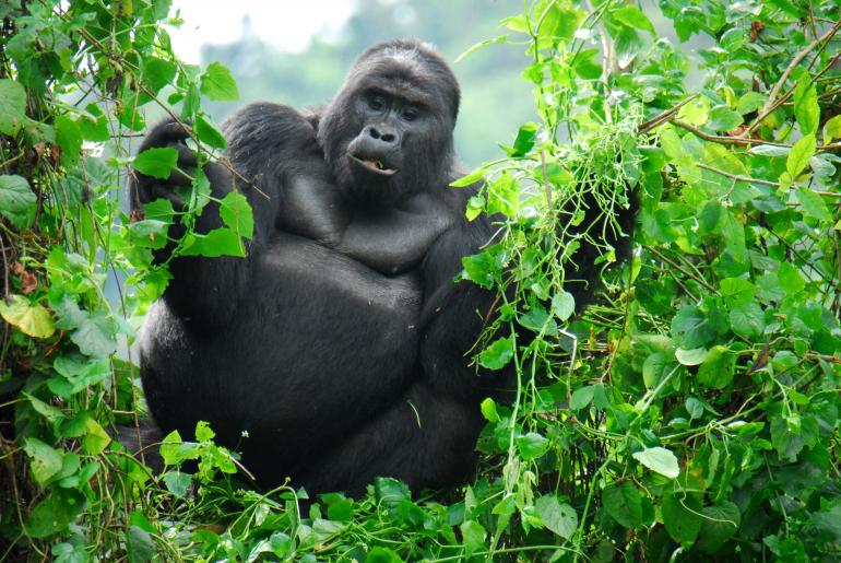 GORILLA TRACKING IN RWANDA